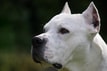 Yavru Dogo